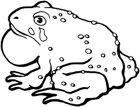 American Toad Coloring Page